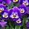 Viola Flower Meaning
