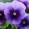 Viola Plant Photos