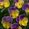 Viola Plants Perennial