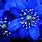 Wallpaper Blue Flowers White Background