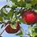 Washington State Apple Varieties