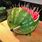 Watermelon Porcupine
