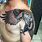 Wedge Tail Eagle Tattoo