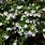 Westringia Longifolia