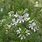 Westringia Rosemary Fruticosa