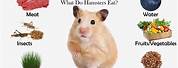 What Can Hamsters Eat