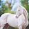 White Akhal Teke