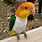 White Belly Caique