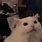 White Cat Meme GIF