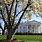 White House Magnolia Tree