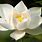 White Lotus Blossom