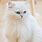 White Persian Cat in Sweater
