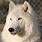 White Wolf Dog Hybrid