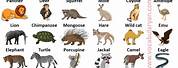 Wild Animals Names List