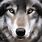 Wolf Images Art