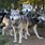 Wolf Packs in Oregon