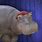 Wonder Pets Cool Cat Hip Hippo