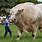 World's Largest Bull