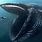World's Largest Sea Animal