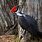World's Largest Woodpecker