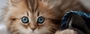 World's Most Cutest Kittens