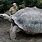 World Biggest Turtle