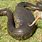 World Largest Anaconda Snake