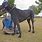 World Tallest Dog Breed