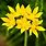 Yellow Allium Flower