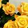 Yellow Roses iPhone Wallpaper
