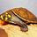 Yellow Spotted Turtle