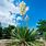 Yucca Plant Bloom