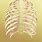 Zebra Anatomia Czlowieka