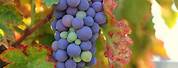 Zinfandel Grape Clusters