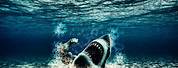 iPhone Wallpaper Ocean Underwater Shark