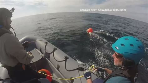 Atlantic Sea Animals