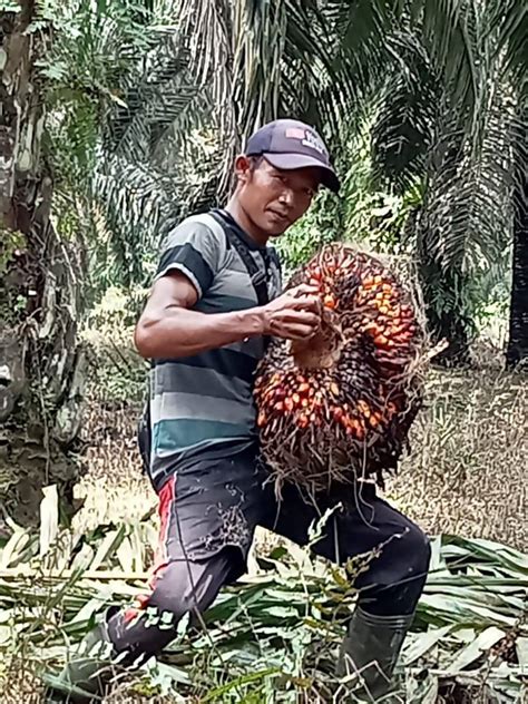Pruning sawit, pokok berhantu | Om Arun