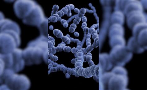 Flesh-eating bacteria found in Long Island, can kill humans, dogs ...