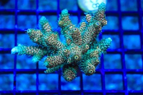 Wysiwyg Acropora Millepora Colony (AC7) - Frag Box Corals