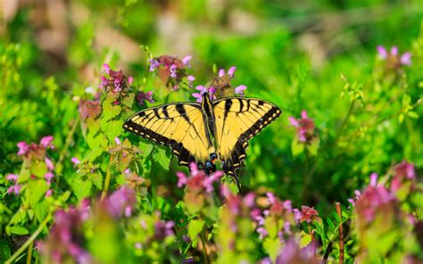 Download wallpaper 1680x1050 butterfly, flowers, bright, glare, macro ...