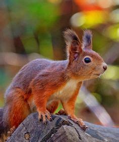 "Tekir "Cat | Tekir, Şirin kedi, Sevimli kedicik