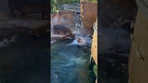 Catch hilarious hippo zoomies in full speed action