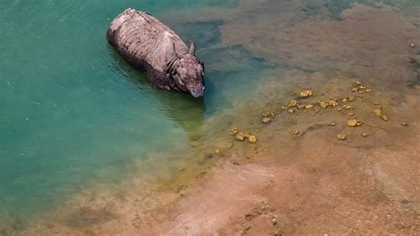 Is this the largest rhino ever seen?