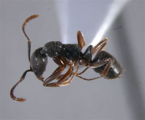What does an Asian needle ant look like? See invasive species up close