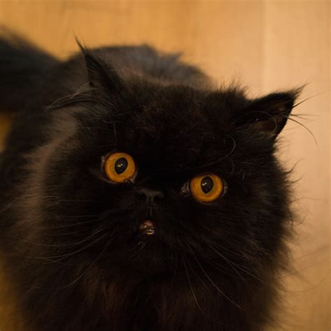 Orange Persian Cat Makes It Very Clear He Is the Only Entertainment ...