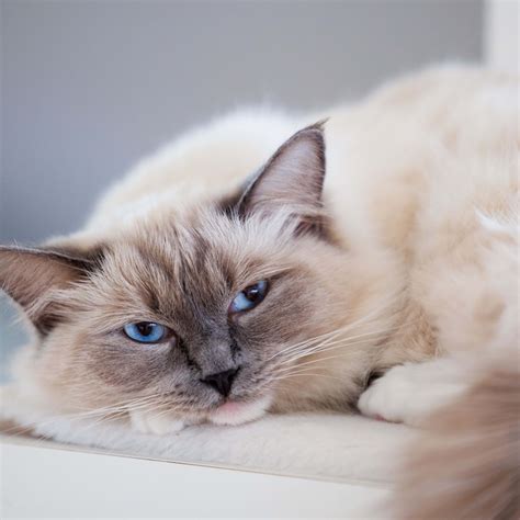 Rare Scottish Fold-Maine Coon Cat Looks Like a Supermodel - Parade Pets
