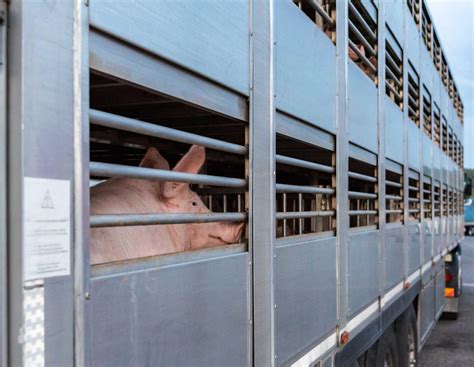 Verstöße gegen Tierschutz: Schweine- und Geflügeltransporter ...