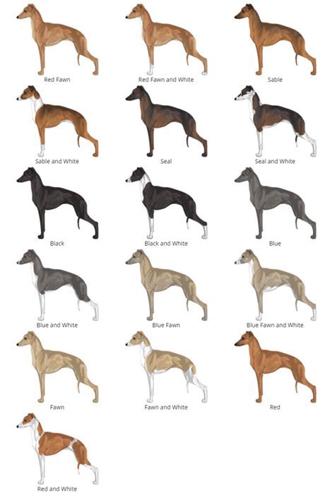 Adorable Italian Greyhound Puppies For Sale