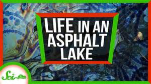 Secrets of life from a giant pool of asphalt | Weird places: Pitch Lake ...