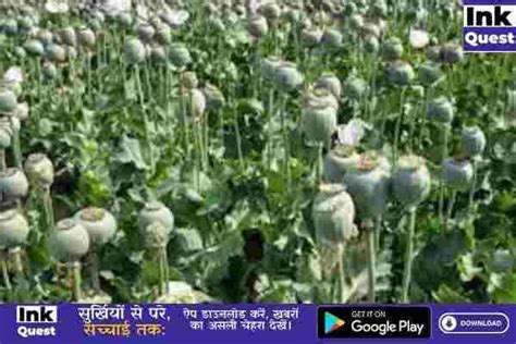 Opium Cultivation Investigation CG: अवैध खेती पर कड़ा शिकंजा, आधुनिक ...